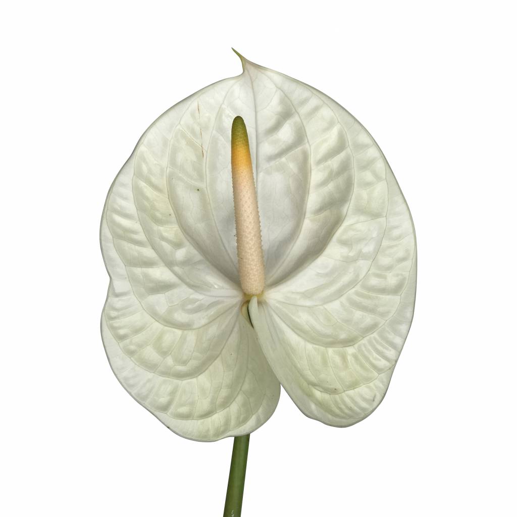 10 Anthurie Champagne (Creme)