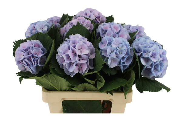 5 Hortensien Lolly Pop Blau