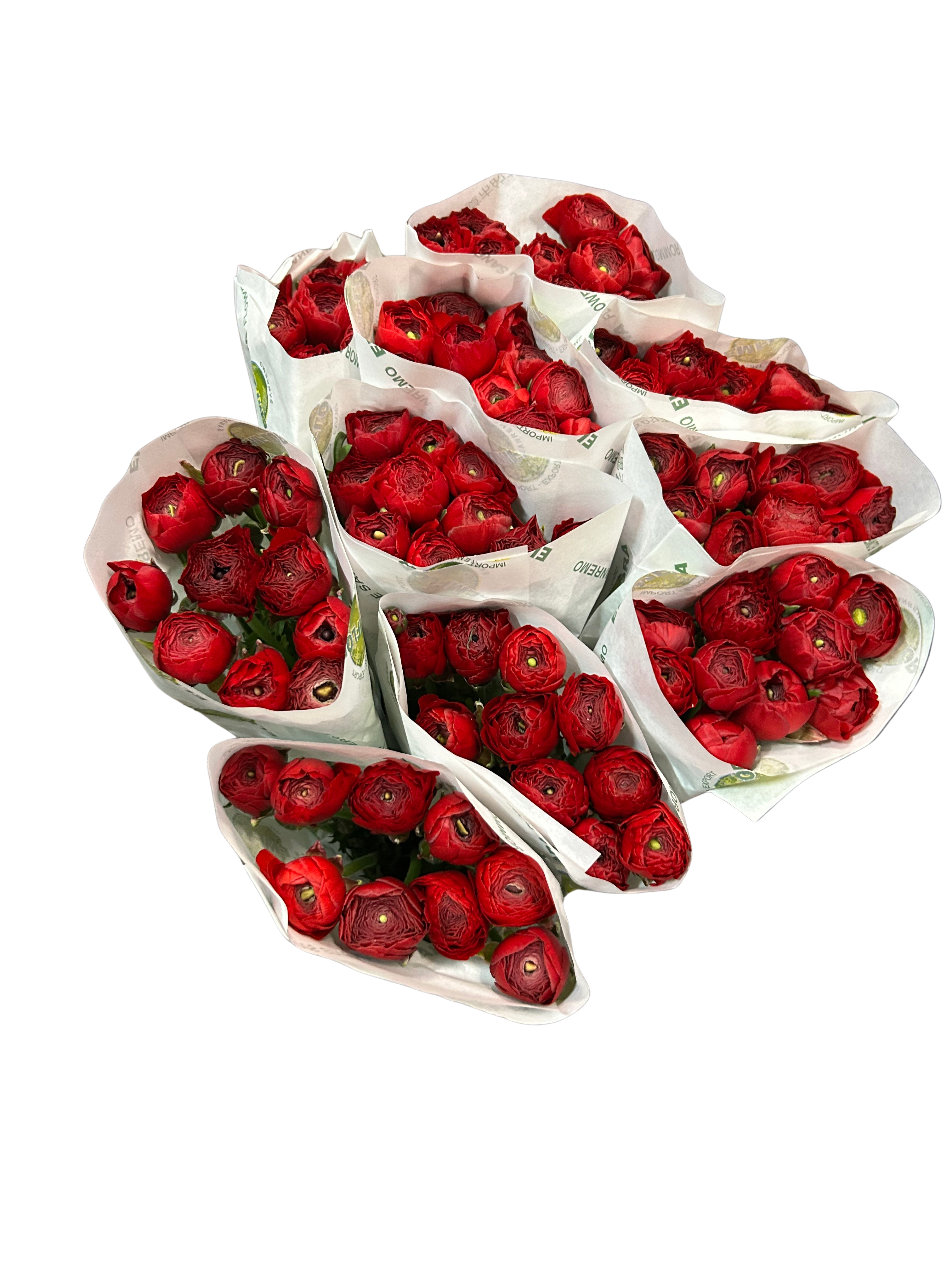 10 Ranunkeln Rot