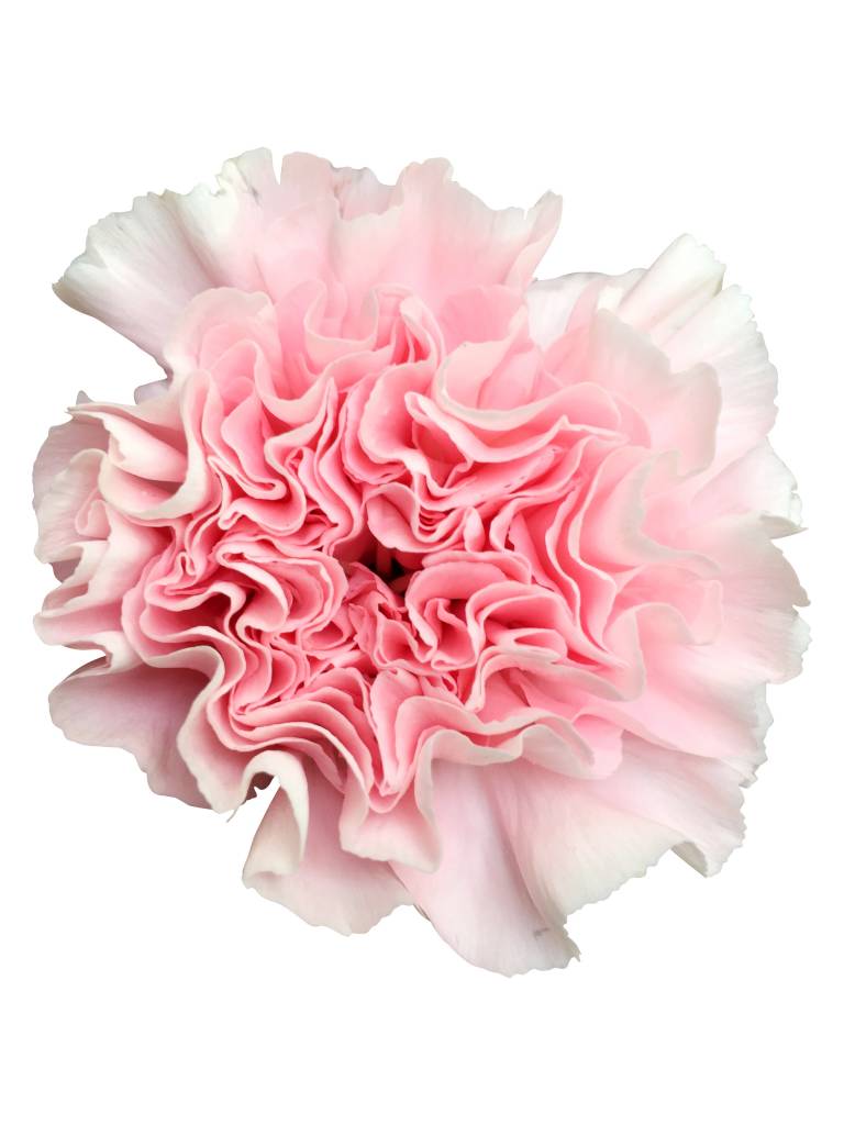 10 Edelnelken Rosa