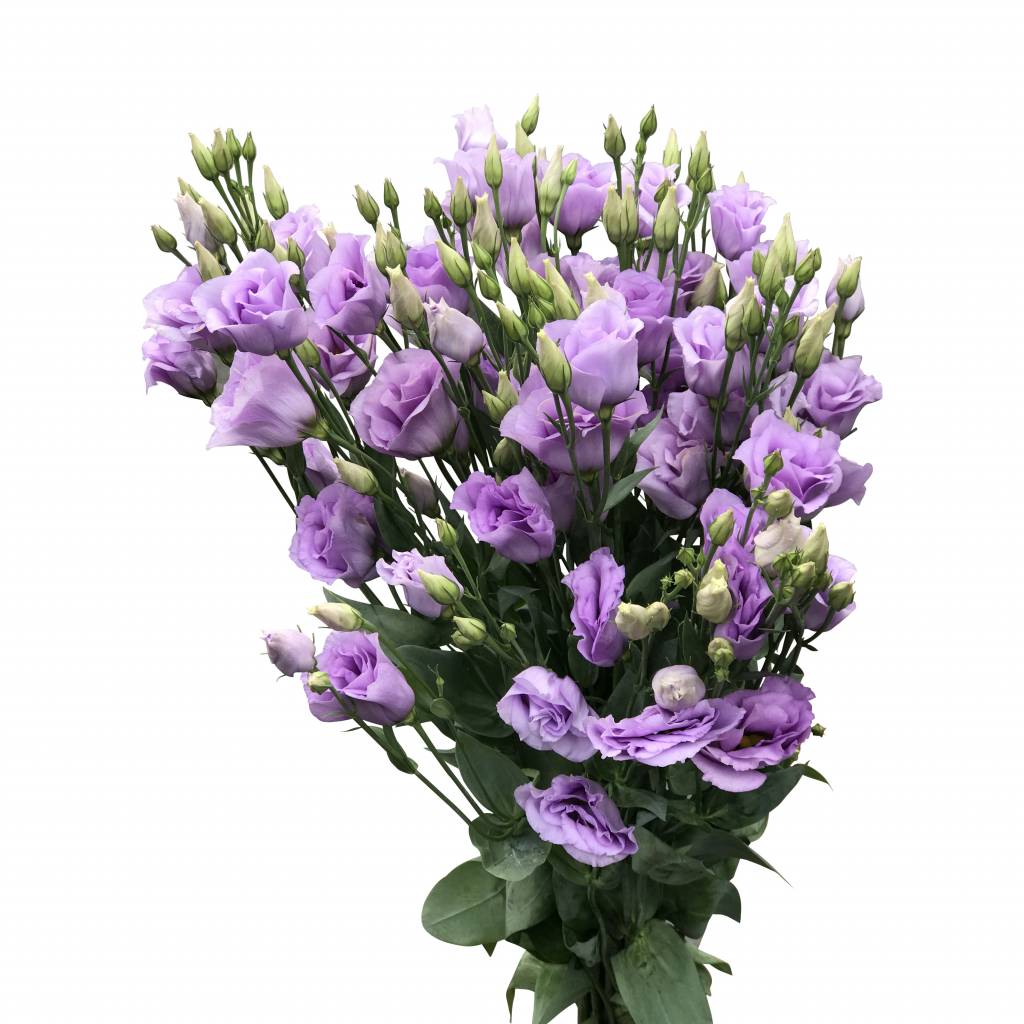 10 Eustoma Croma Lavender (Flieder)