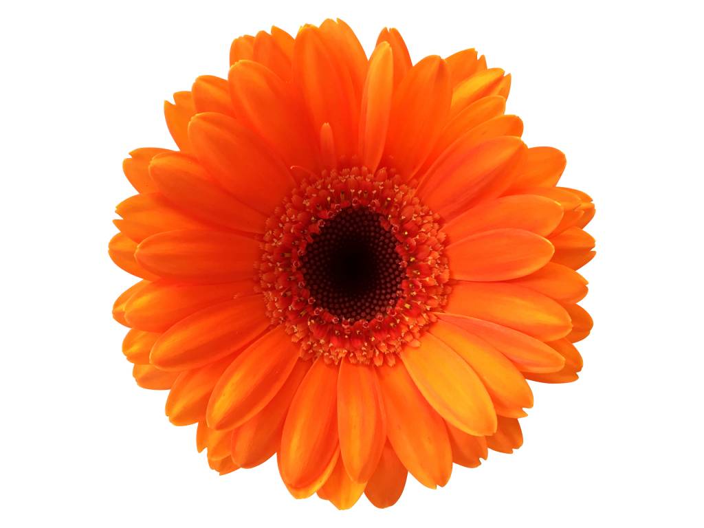 10 Mini Gerbera Bison (Orange)