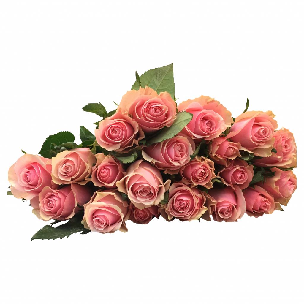 10 Rosen Rosa Celeb