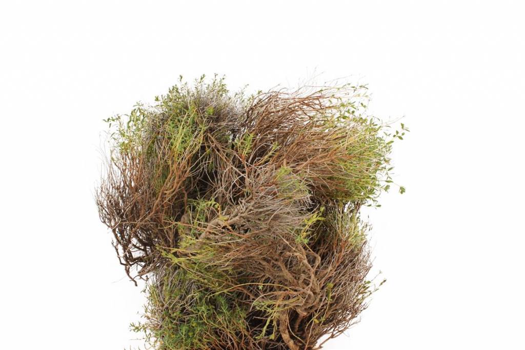 1 Euphorbia Spinosa