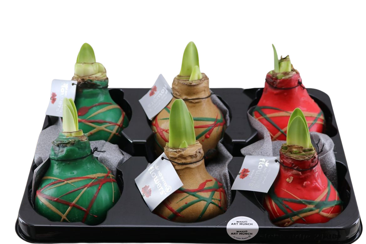 Gewachste Amaryllis Knollen Gewachste Amaryllis Knollen