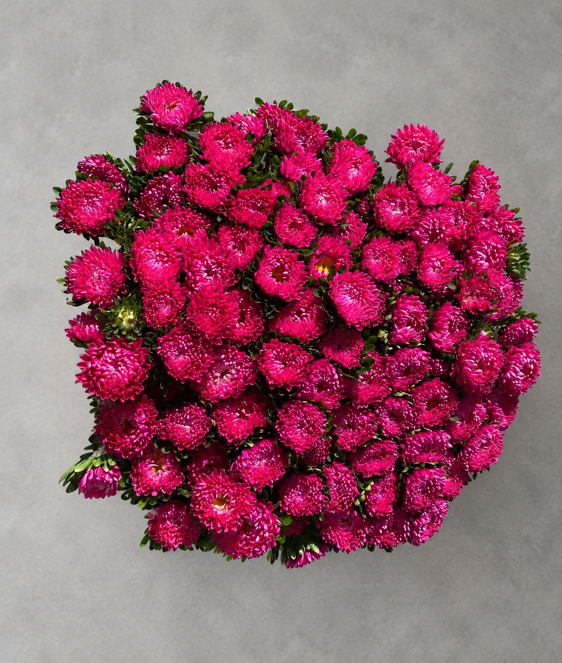 10 Sommeraster 'Matsumoto Cerise'