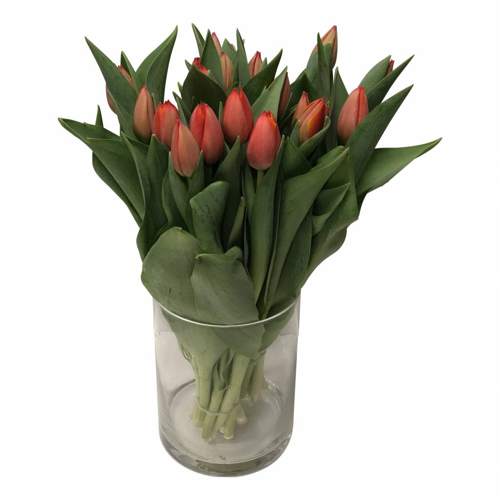10 Tulpen Ad Rem 10 Tulpen Ad Rem
