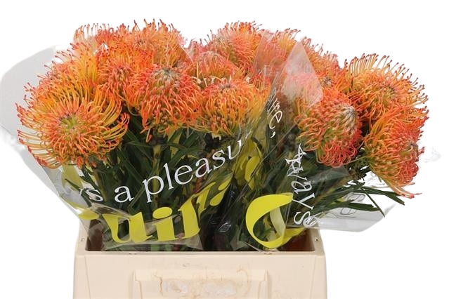 5 Stiele Leucospermum 'Soleil' (Hell Orange)