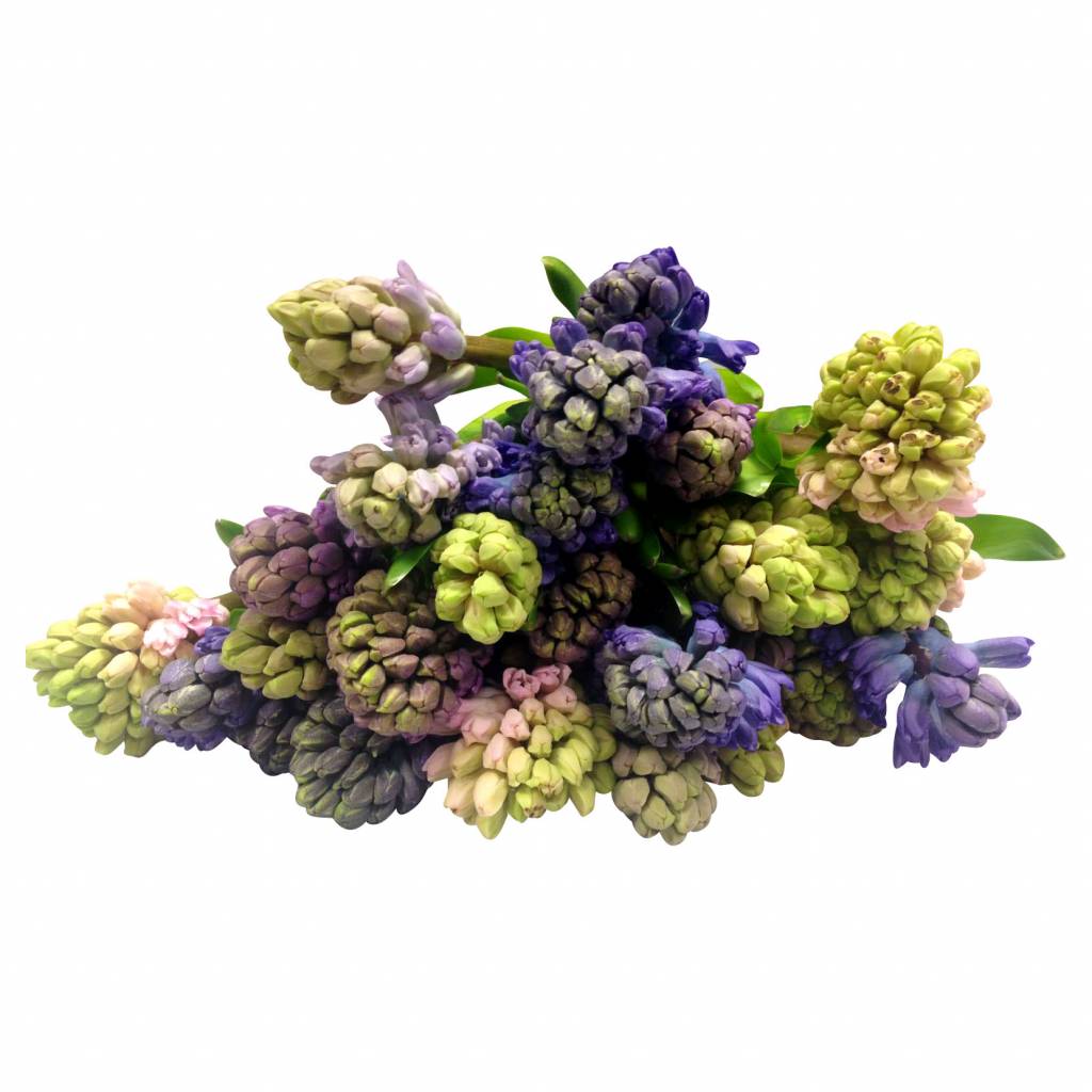 Hyazinthen Als Schnittblumen